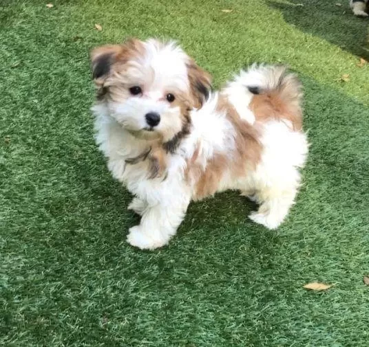 Morkie Yavrularımızı Canlı Görerek Alabilirsiniz