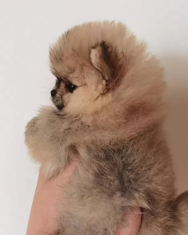 Sevimli Pomeranian Yavrulari