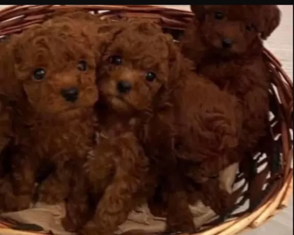 Küçük Boy Toy Poodle Değerlendirmeden Geçmeyin