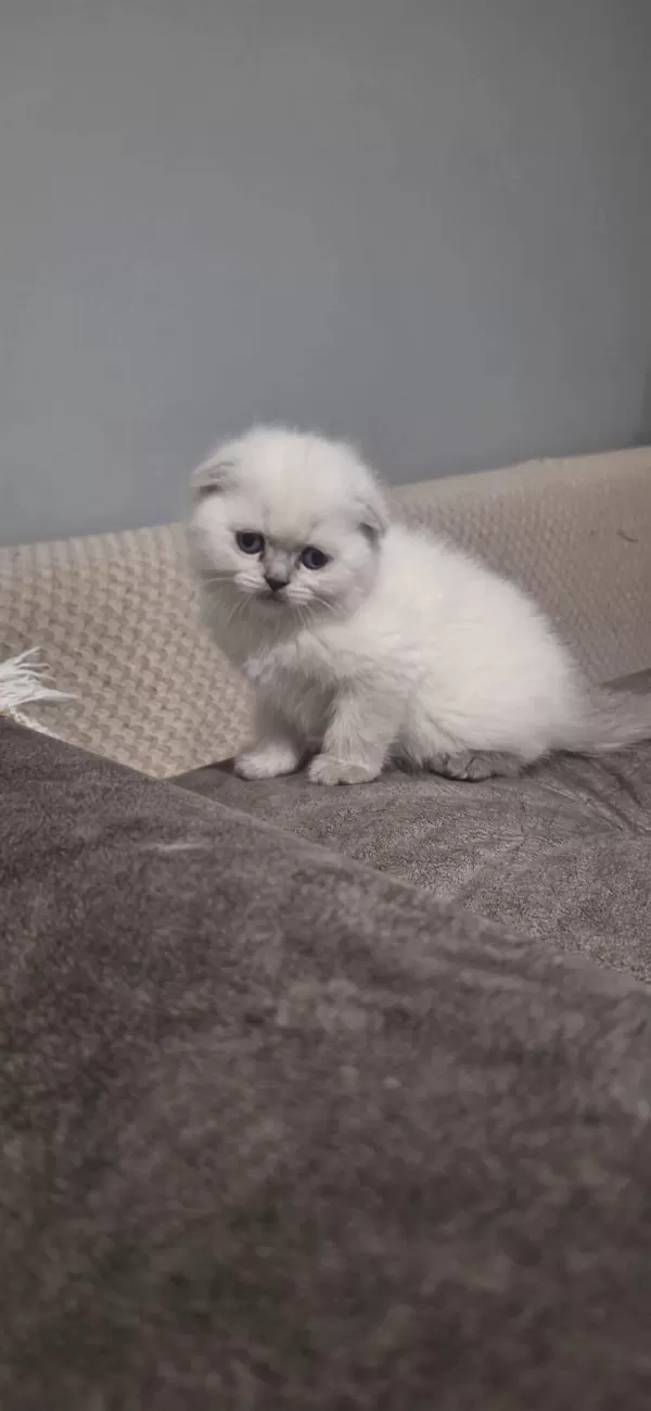 Güzel Top Yüzlü Yavru Scottish Fold Teslime Hazır