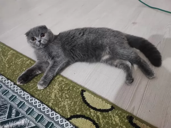 Ücretsiz Scottish Fold Kedisi
