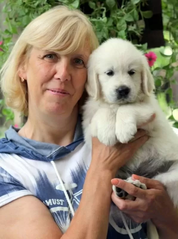 Golden Retriever Yavrular İstenirse Kapınıza Teslim