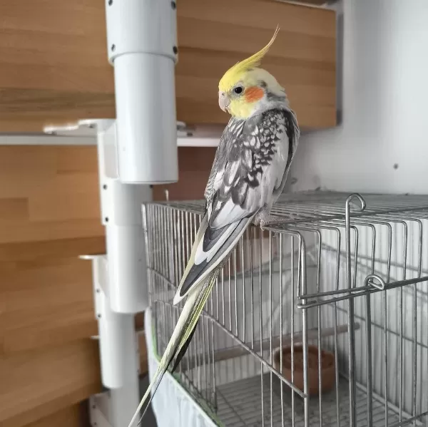 1 Yaşında Ele Alışkın Konuşan Sultan Papağanı