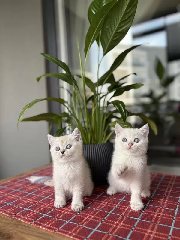 British Shorthair İrk Garantili Yavrularim