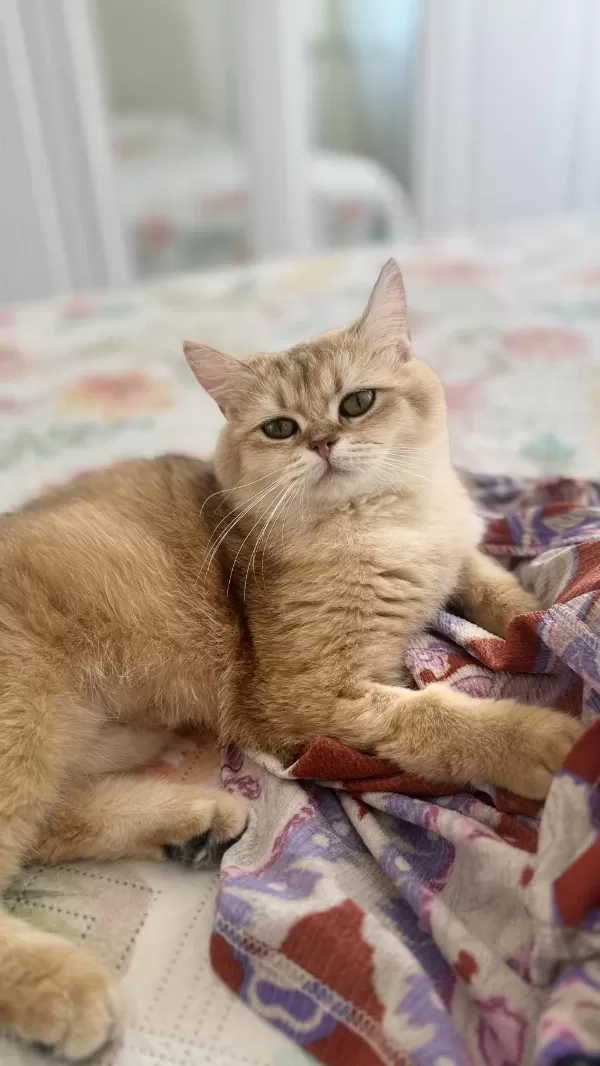 15 Aylık Ny12 Dişi British Shorthair