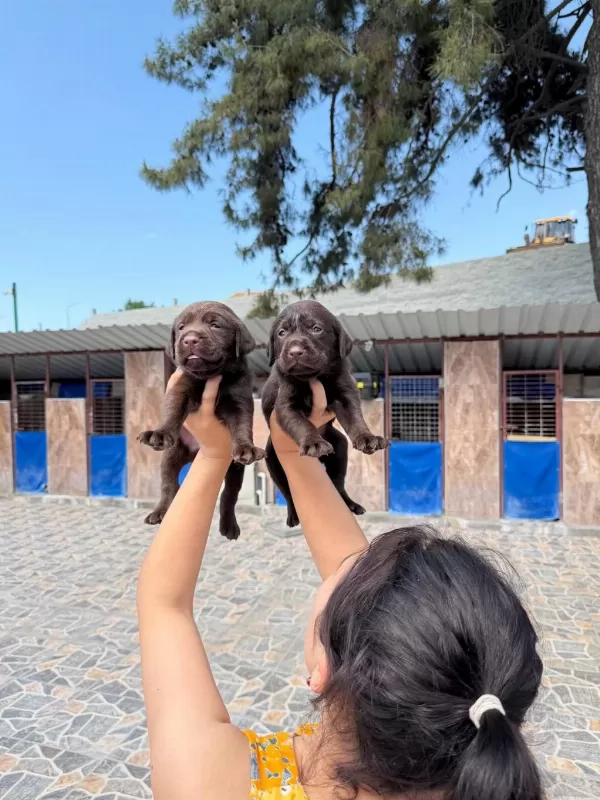 Labrador Köpeği Yavrularım