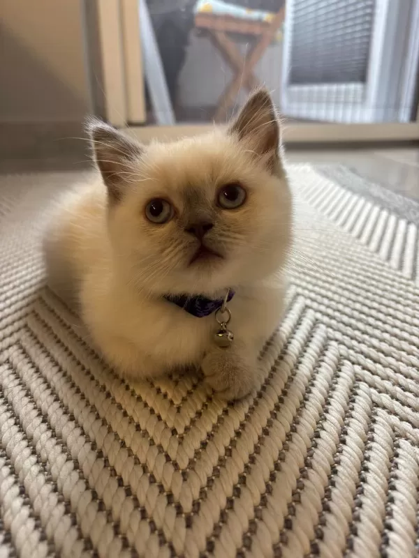 British Shorthair 2 Aylık Dişi Oyuncu Yavru