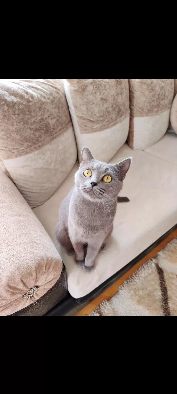 Gri Dişi British Shorthair Ücretsiz