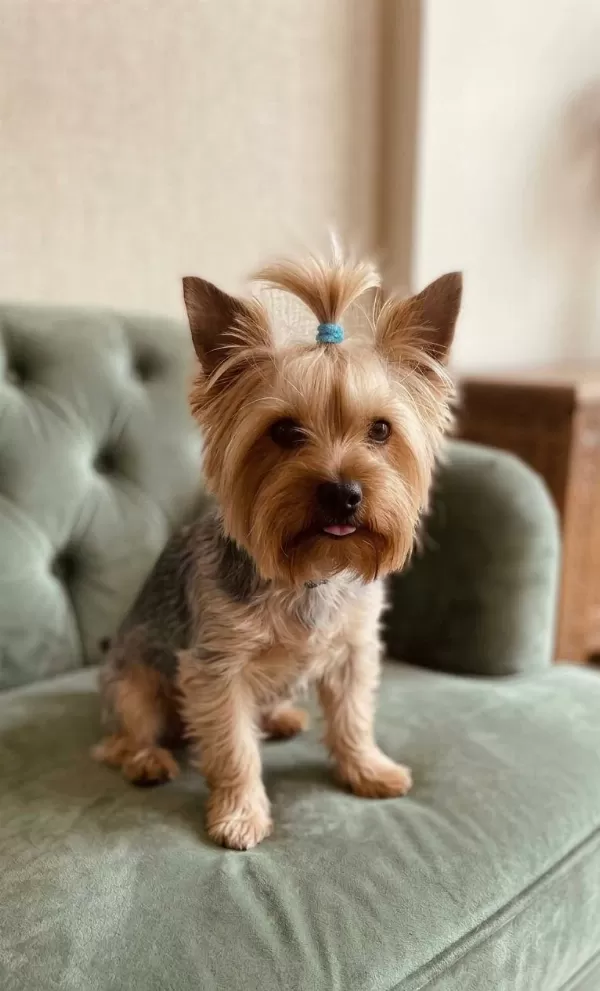10 Aylık Erkek Küçük Boy Büyümeyen Köpeğimiz