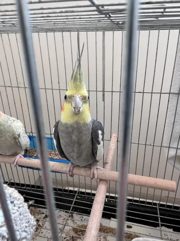 Çift Yavru Veren Sultan Papağanı Takımı