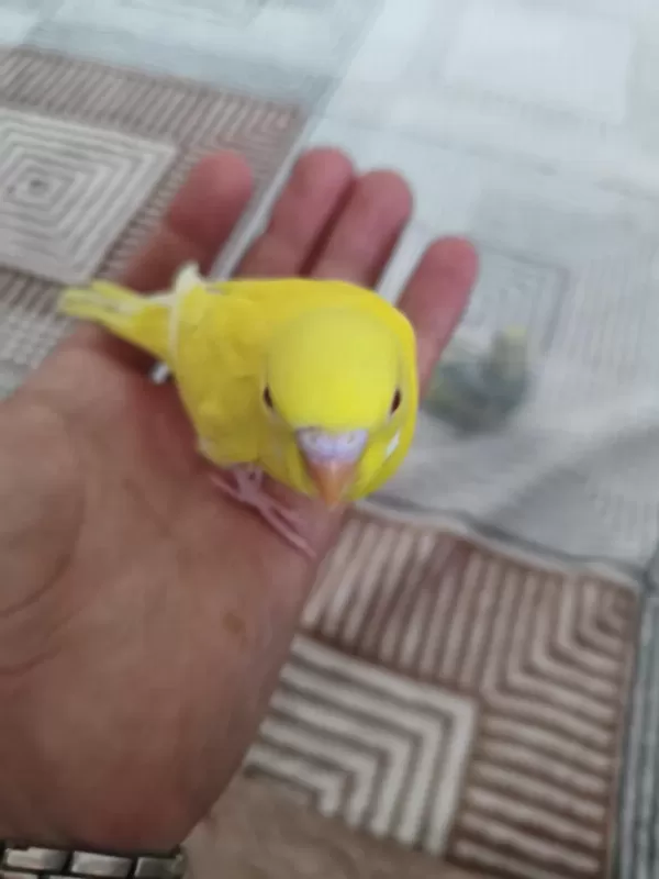 Satılık Yeni Yeme Düşmüş Muhabbet Kuşu