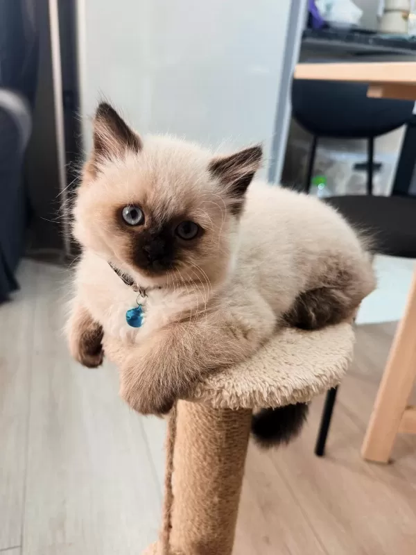 British Longhair Erkek 2 Buçuk Aylık Blue Point