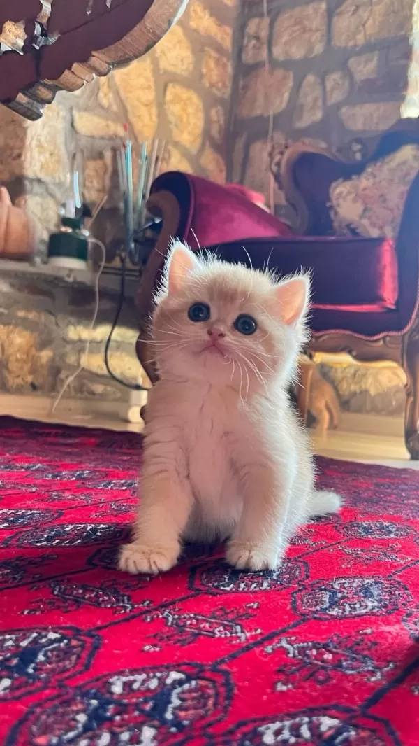 Saf Kan Golden British Shorthair Yavruları (wcf Kayıtlı)