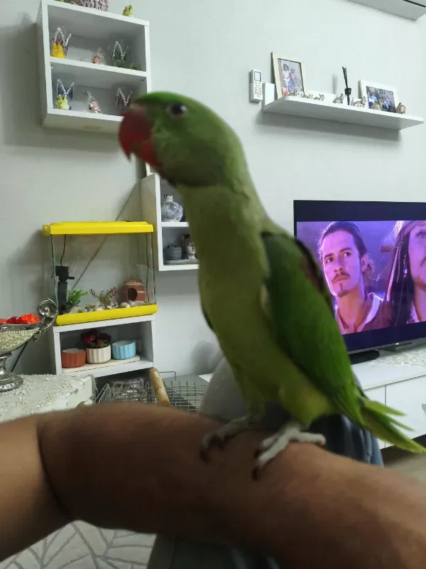 5 Aylık Çok Tatlı İskender Papağanı
