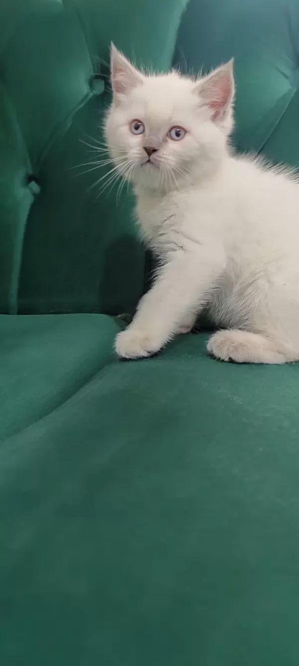 Sahibinden 55 Günlük British Shorthair