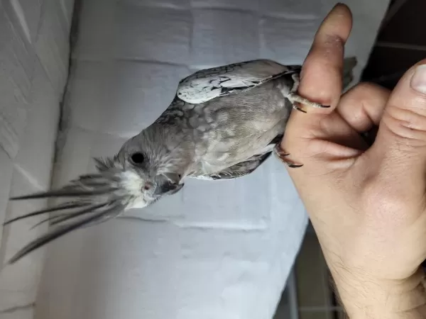 Evcil Dişi Sultan Papağani