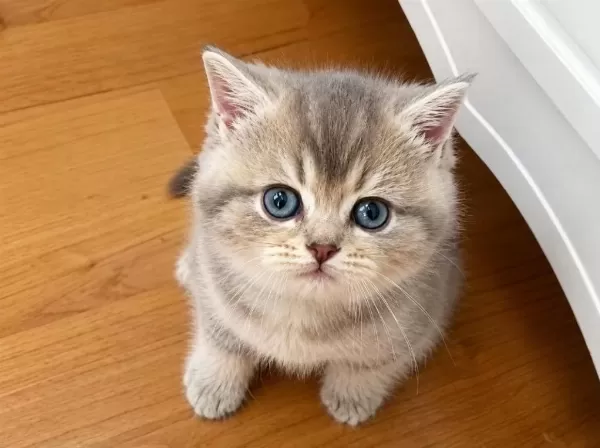 Sağlıklı British Blue Golden