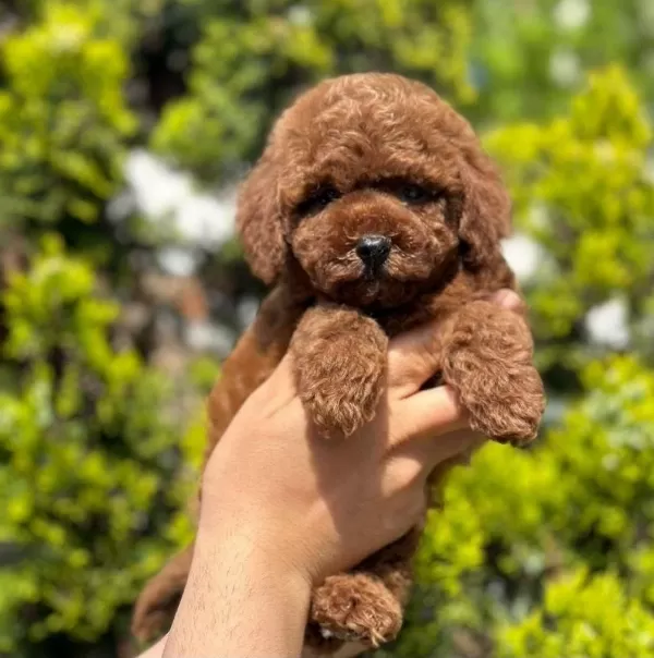 Safkan Toy Poodle Yavrularımız