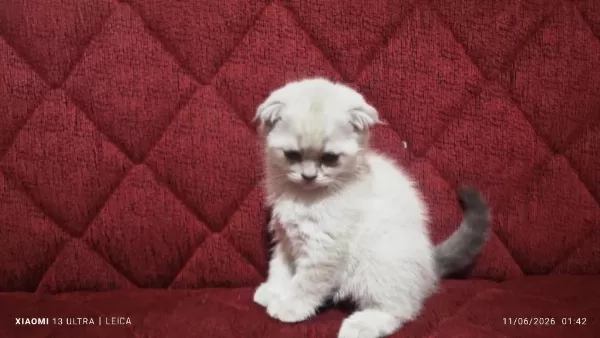 Mama Karşılığı Yavru Scottish Fold