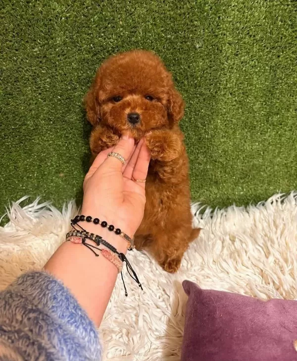 Toypoodle Yavrularımız