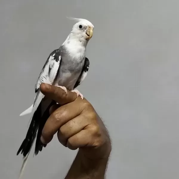 6 7 Aylık Sultan Papağanı