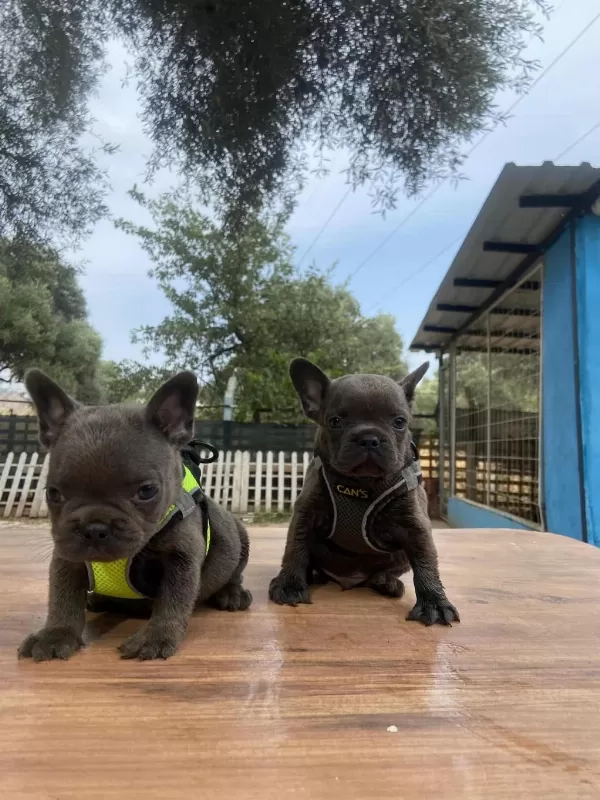 Premium Kalite French Bulldog Yavrusu
