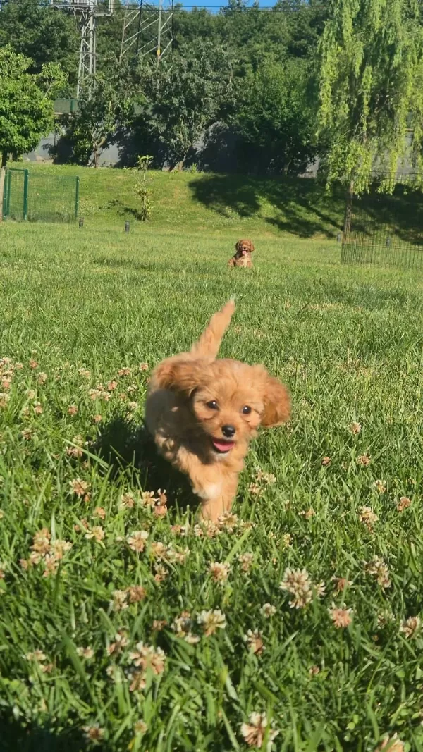 Teddy Surat Kore Kan Maltipoo Yavrularımız
