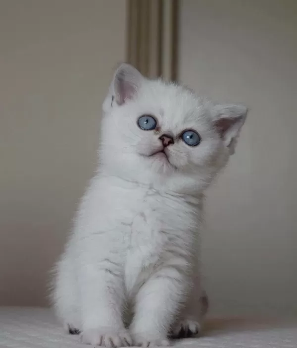 Mavi Gözlü Ve Yeşil Gözlü British Shorthair