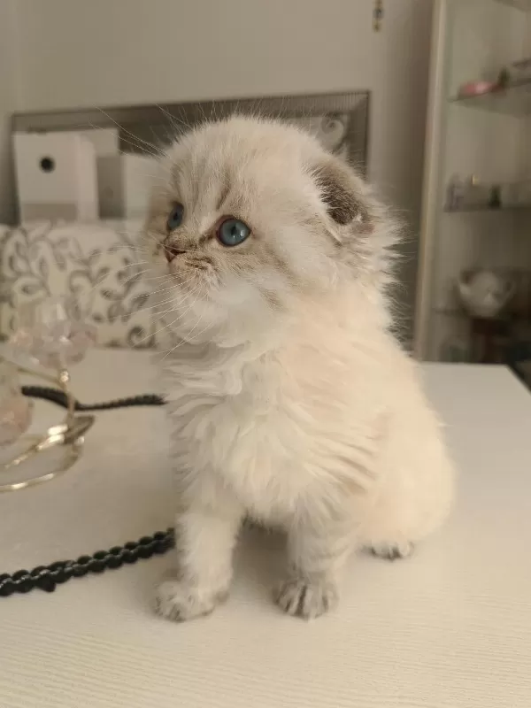 Safkan British Longhair Erkek