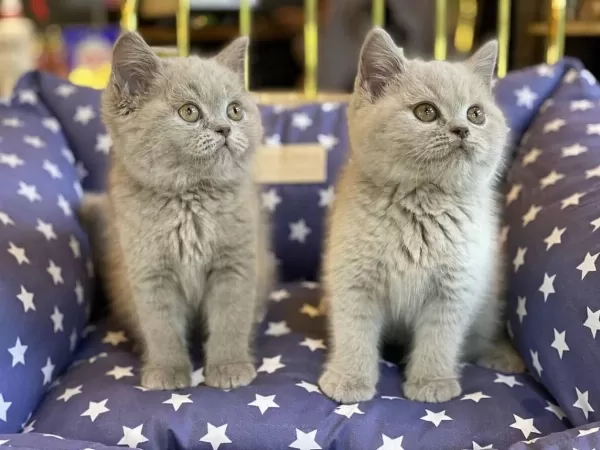 British Shorthair Yavrulari