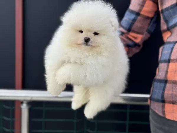 Petmode Köpek Çiftliğinden Tea Cup Pomeranian