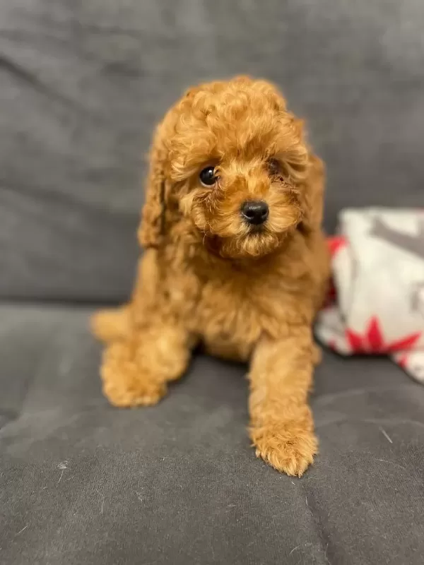 Sağlıklı Toy Poodle Yavrumuz