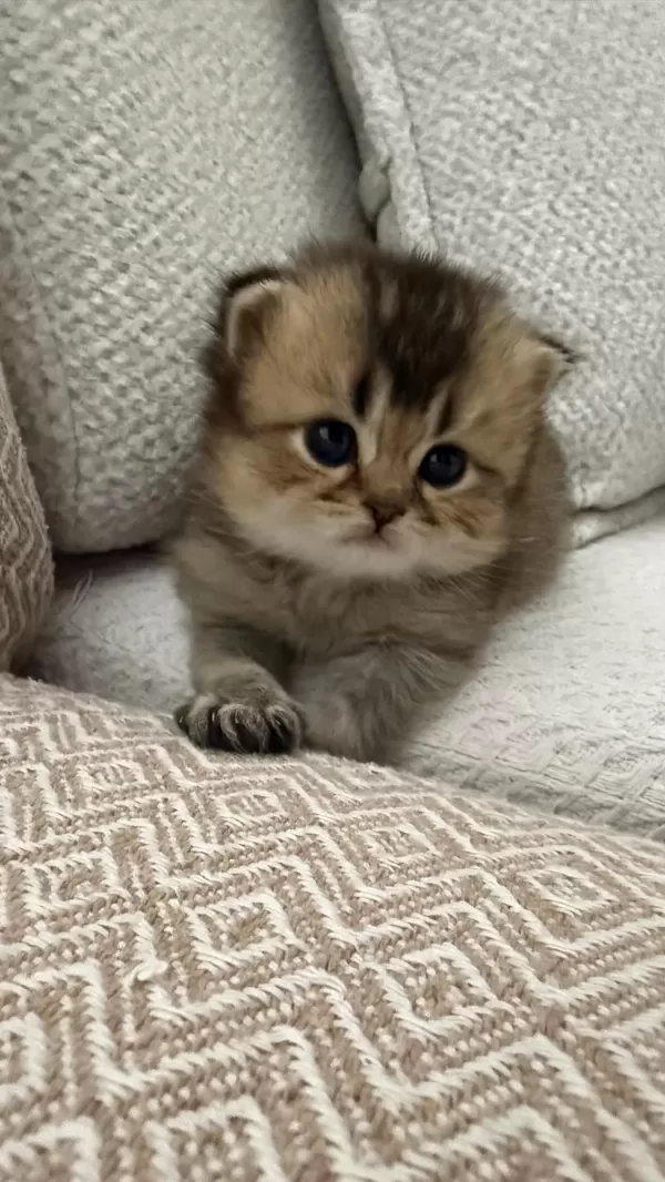 Dişi Golden British Shorthair Bebekler