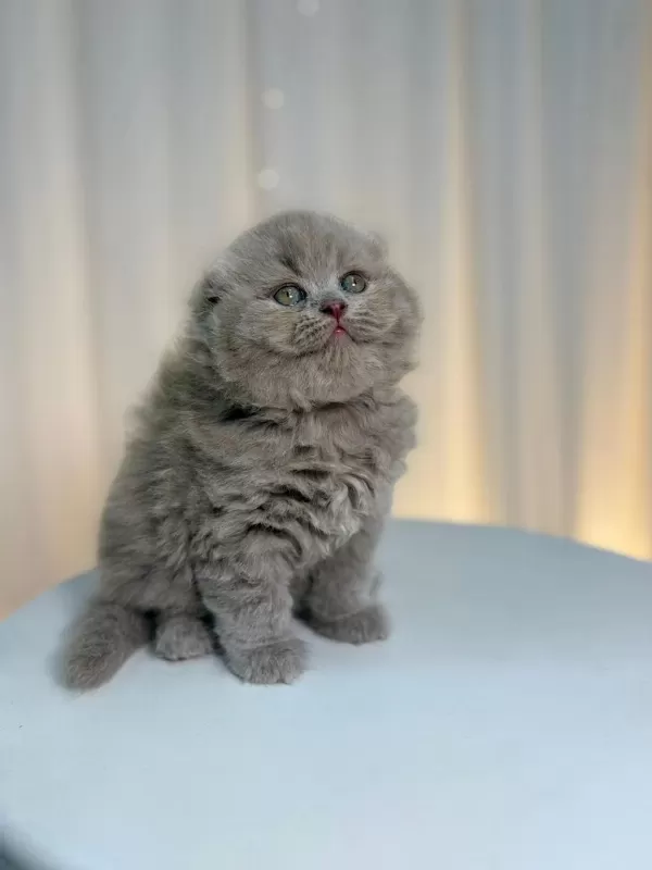 İrk Ve Sağlik Garantili Scottish Fold Yavru