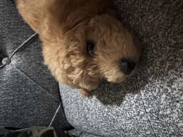Sağlıklı Toy Poodle 4 Aylık