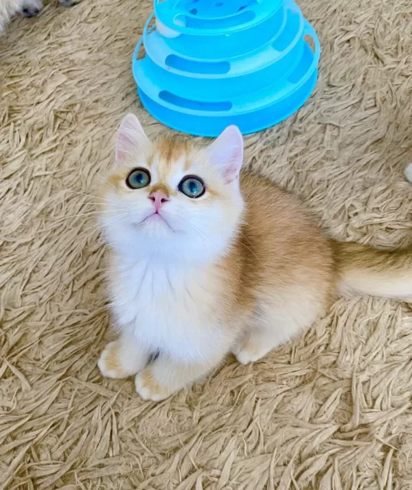 Safkan British Shorthair Golden Ny12 Erkek Yavru
