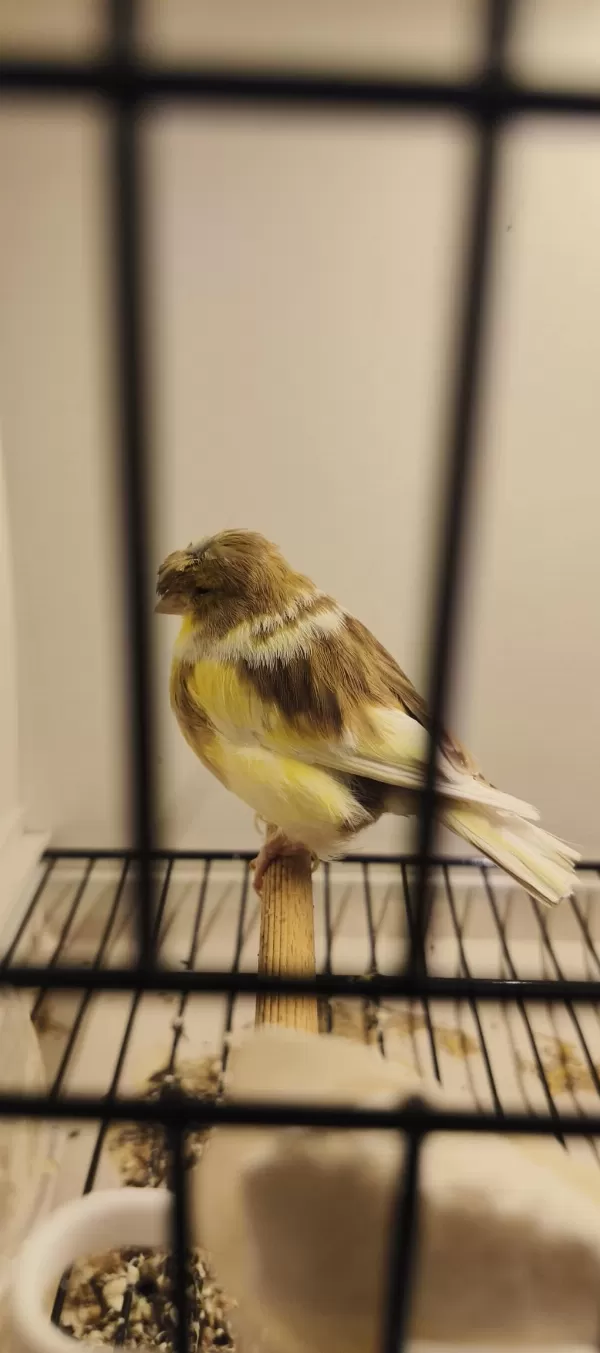 Toplu Gloster Takimlar Vasifli Kuşlar