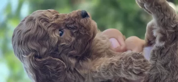 Teacup Poodle Aileden Sahiplendirilecek Baba Kore