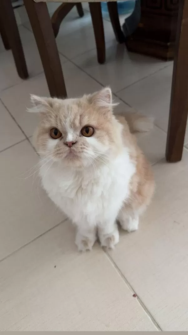 Dişi İran Kedime Eş Ariyorum!