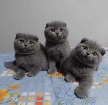 Elit Patiler Farkıyla Scottish Fold Yavrular