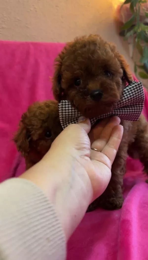 Teacup Kore Poodle Yavruları