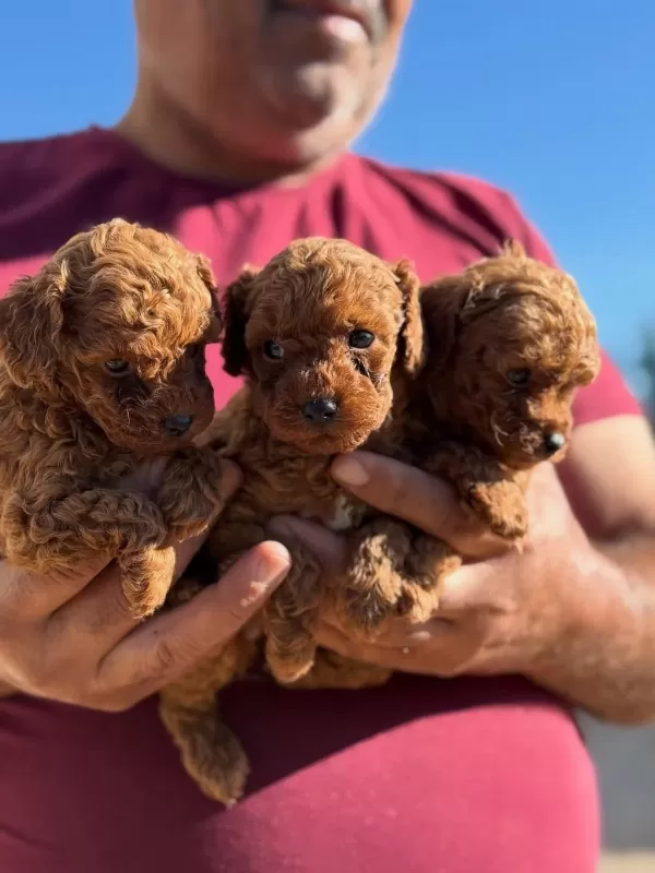 Teacup Korea Poodle Saglik Ve Kg Garantili Wc Egitimli