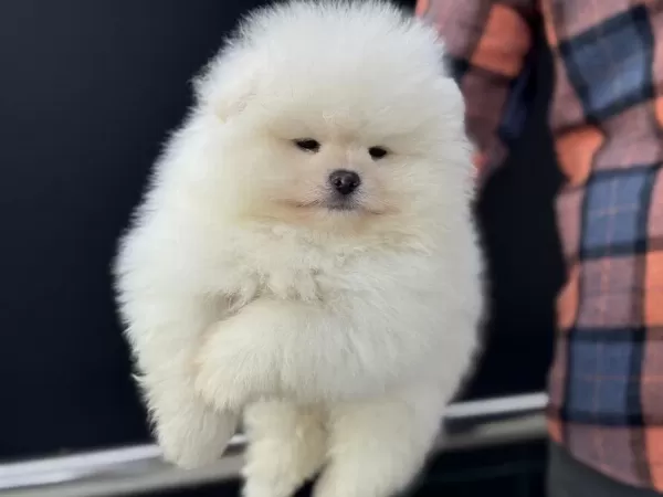 Petmode Köpek Çiftliğinden Tea Cup Pomeranian