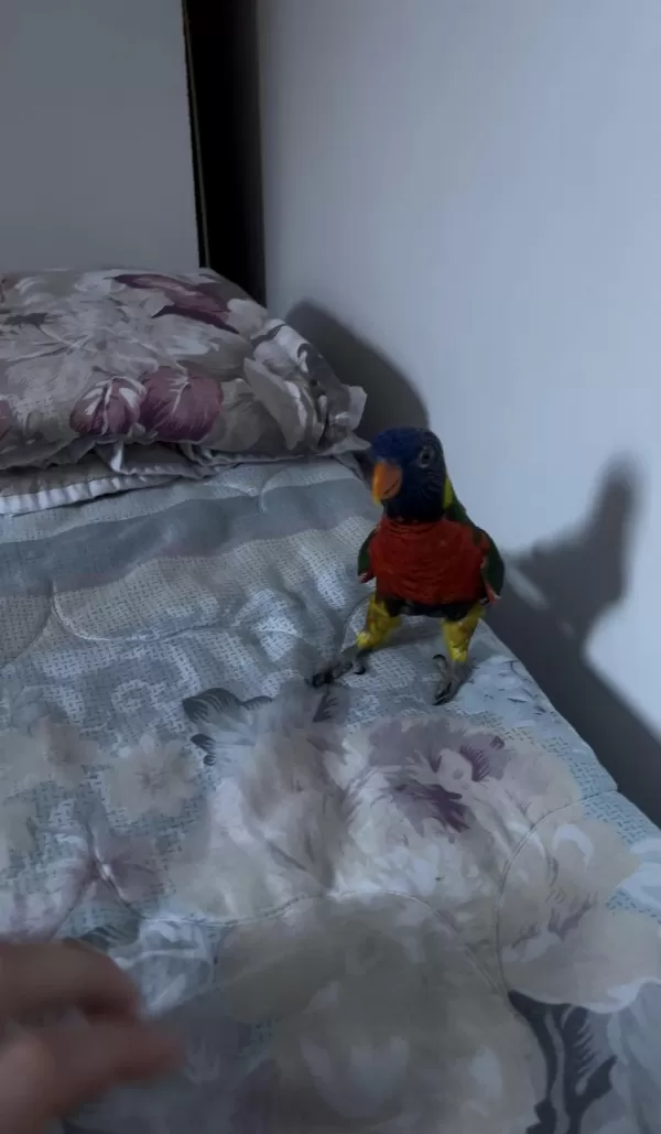 Konuşan Full Evcil Lori Böylesi Yok