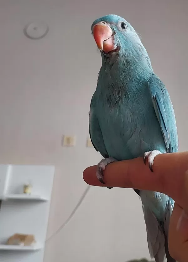 Mutasyon Pakistan Papağanı Bebek