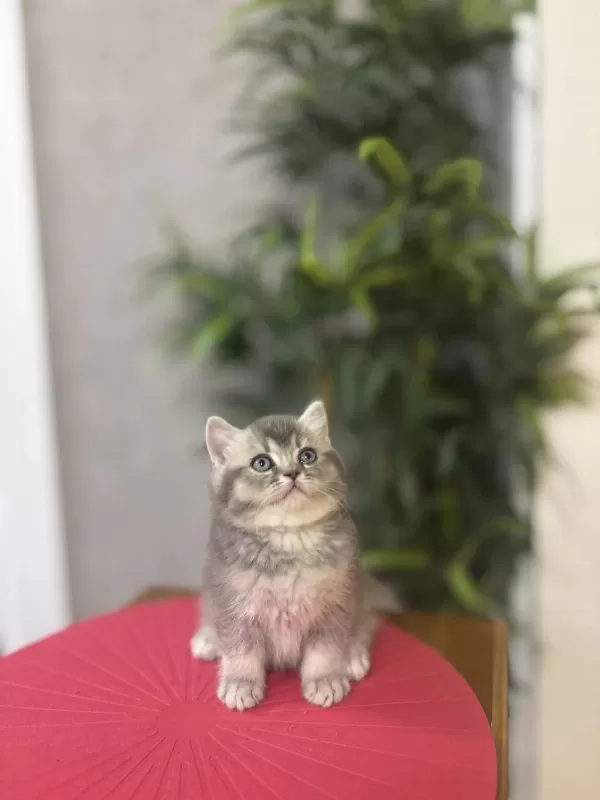 Güzeller Güzeli British Shorthair Yavrular