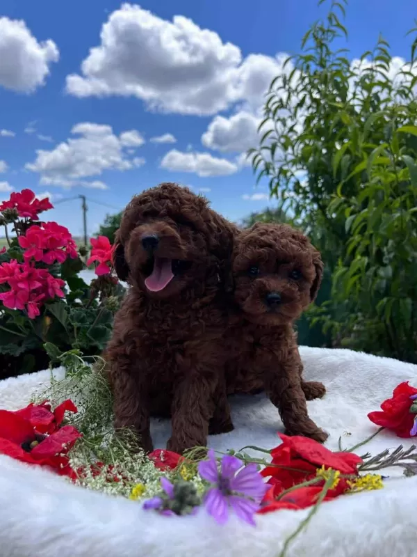Saf Kan Hipoalerjenik Red Toy Poodle Yavrular