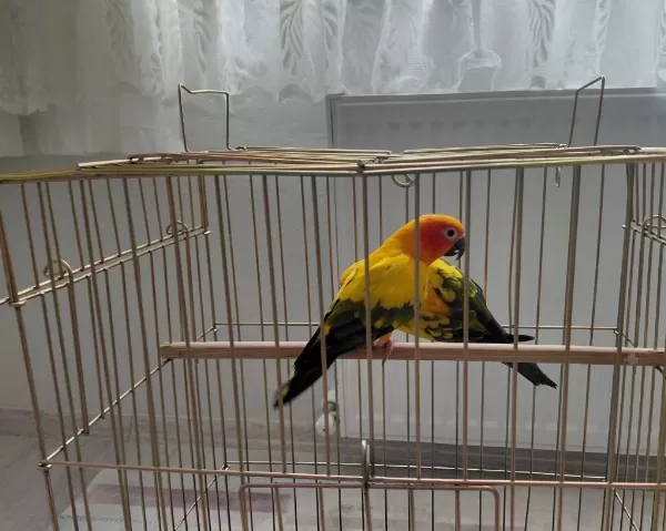 Güneş Konur (portakal Caique İle Takas Kabul Edilir)