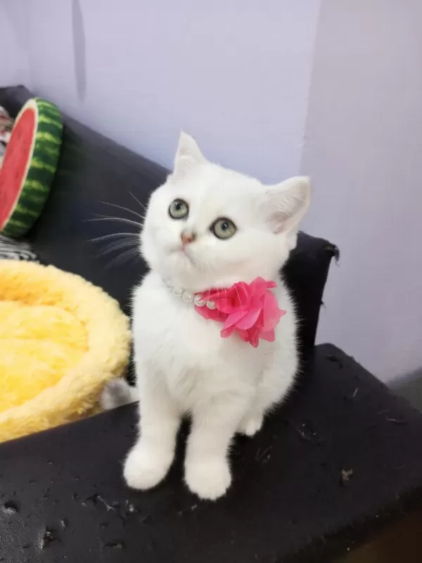 Safkan Silver Chinchilla Rengi Yavrular Catteryden