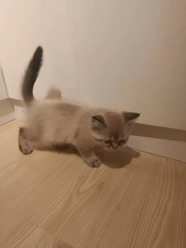 3 Aylık British Shorthair Yavrular
